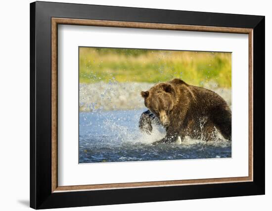 Brown Bear, Katmai National Park, Alaska-Paul Souders-Framed Photographic Print