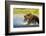 Brown Bear, Katmai National Park, Alaska-Paul Souders-Framed Photographic Print