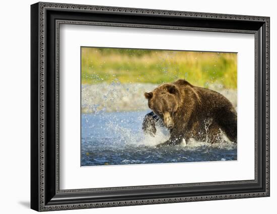 Brown Bear, Katmai National Park, Alaska-Paul Souders-Framed Photographic Print