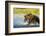 Brown Bear, Katmai National Park, Alaska-Paul Souders-Framed Photographic Print