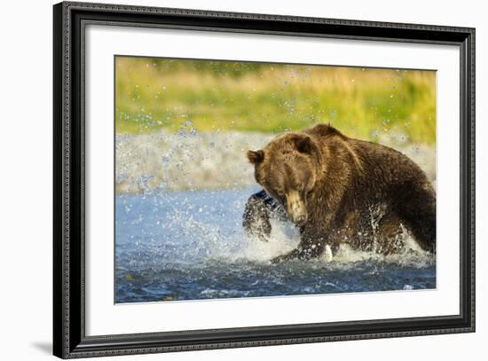 Brown Bear, Katmai National Park, Alaska-Paul Souders-Framed Photographic Print