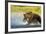 Brown Bear, Katmai National Park, Alaska-Paul Souders-Framed Photographic Print