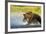 Brown Bear, Katmai National Park, Alaska-Paul Souders-Framed Photographic Print