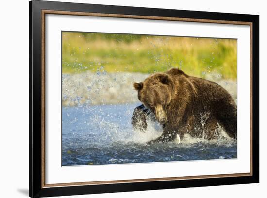 Brown Bear, Katmai National Park, Alaska-Paul Souders-Framed Photographic Print