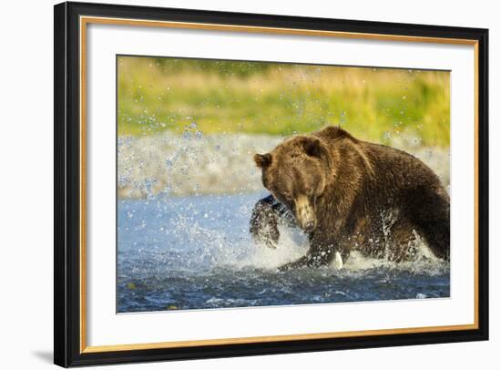 Brown Bear, Katmai National Park, Alaska-Paul Souders-Framed Photographic Print