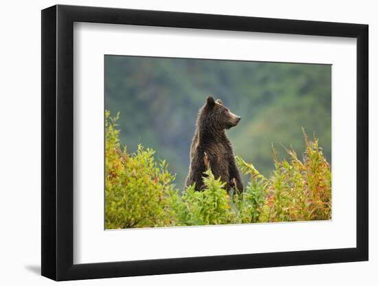 Brown Bear, Katmai National Park, Alaska-null-Framed Photographic Print