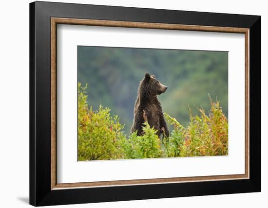 Brown Bear, Katmai National Park, Alaska-null-Framed Photographic Print