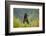 Brown Bear, Katmai National Park, Alaska-null-Framed Photographic Print