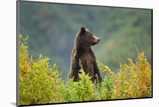 Brown Bear, Katmai National Park, Alaska-null-Mounted Photographic Print