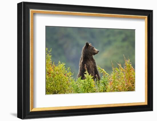 Brown Bear, Katmai National Park, Alaska-null-Framed Photographic Print