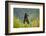 Brown Bear, Katmai National Park, Alaska-null-Framed Photographic Print