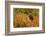 Brown Bear, Katmai National Park, Alaska-null-Framed Photographic Print