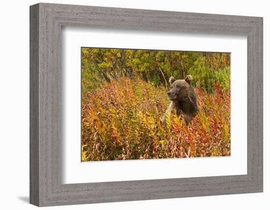 Brown Bear, Katmai National Park, Alaska-null-Framed Photographic Print