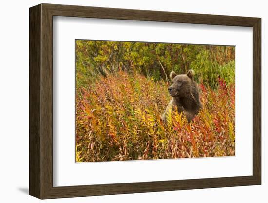 Brown Bear, Katmai National Park, Alaska-null-Framed Photographic Print