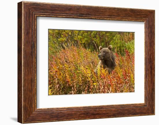 Brown Bear, Katmai National Park, Alaska-null-Framed Photographic Print