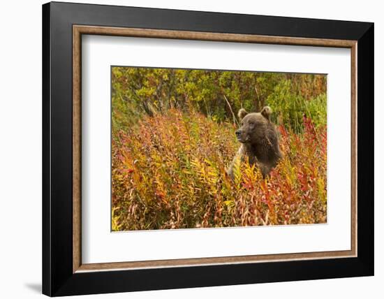 Brown Bear, Katmai National Park, Alaska-null-Framed Photographic Print