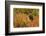 Brown Bear, Katmai National Park, Alaska-null-Framed Photographic Print