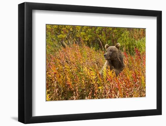 Brown Bear, Katmai National Park, Alaska-null-Framed Photographic Print