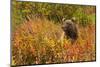 Brown Bear, Katmai National Park, Alaska-null-Mounted Photographic Print