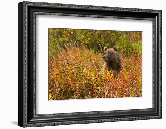 Brown Bear, Katmai National Park, Alaska-null-Framed Photographic Print