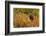 Brown Bear, Katmai National Park, Alaska-null-Framed Photographic Print