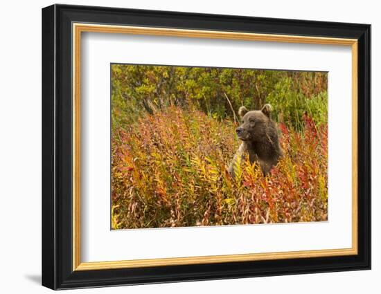 Brown Bear, Katmai National Park, Alaska-null-Framed Photographic Print