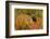 Brown Bear, Katmai National Park, Alaska-null-Framed Photographic Print