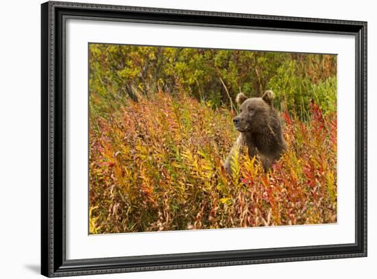 Brown Bear, Katmai National Park, Alaska-null-Framed Photographic Print