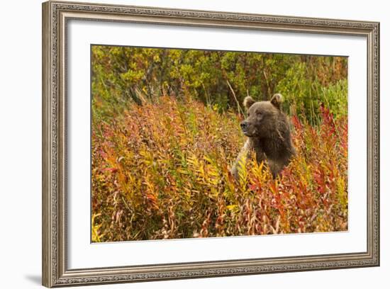 Brown Bear, Katmai National Park, Alaska-null-Framed Photographic Print