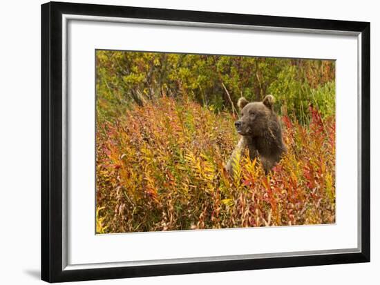 Brown Bear, Katmai National Park, Alaska-null-Framed Photographic Print