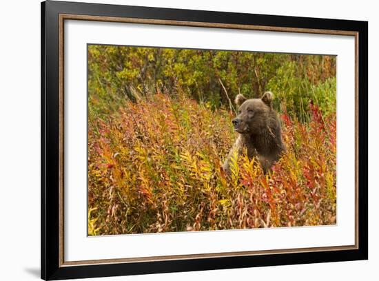 Brown Bear, Katmai National Park, Alaska-null-Framed Photographic Print