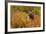 Brown Bear, Katmai National Park, Alaska-null-Framed Photographic Print