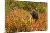 Brown Bear, Katmai National Park, Alaska-null-Mounted Photographic Print