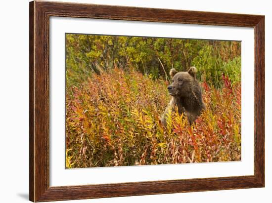 Brown Bear, Katmai National Park, Alaska-null-Framed Photographic Print