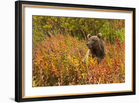 Brown Bear, Katmai National Park, Alaska-null-Framed Photographic Print