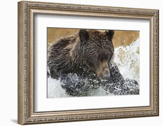 Brown Bear, Katmai National Park, Alaska-null-Framed Photographic Print