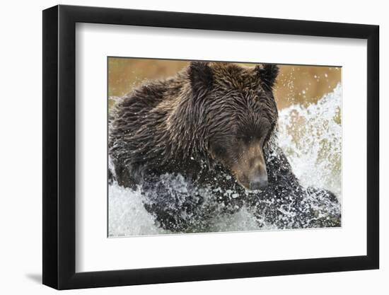 Brown Bear, Katmai National Park, Alaska-null-Framed Photographic Print