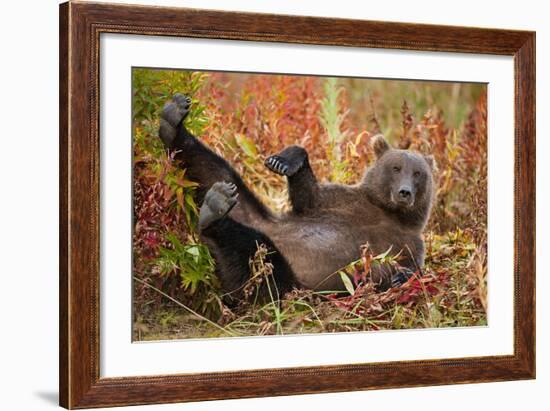 Brown Bear, Katmai National Park, Alaska-null-Framed Photographic Print