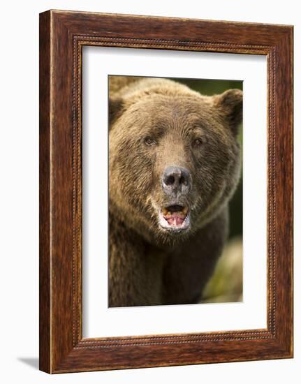 Brown Bear, Katmai National Park, Alaska-null-Framed Photographic Print