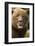 Brown Bear, Katmai National Park, Alaska-null-Framed Photographic Print