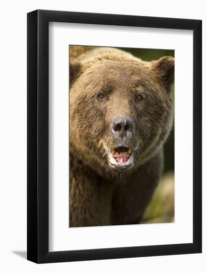 Brown Bear, Katmai National Park, Alaska-null-Framed Photographic Print