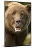 Brown Bear, Katmai National Park, Alaska-null-Mounted Photographic Print