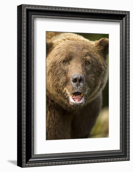 Brown Bear, Katmai National Park, Alaska-null-Framed Photographic Print