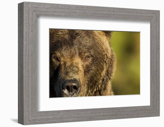 Brown Bear, Katmai National Park, Alaska-null-Framed Photographic Print