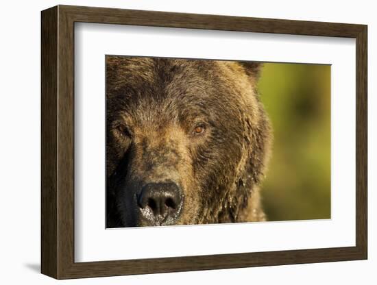 Brown Bear, Katmai National Park, Alaska-null-Framed Photographic Print