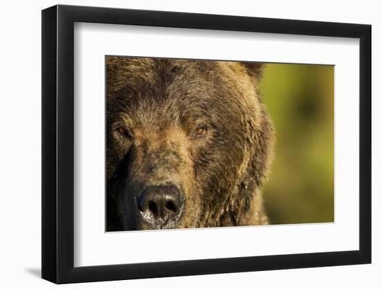 Brown Bear, Katmai National Park, Alaska-null-Framed Photographic Print