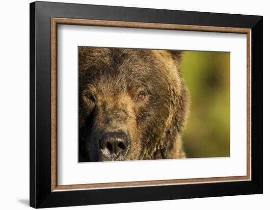 Brown Bear, Katmai National Park, Alaska-null-Framed Photographic Print