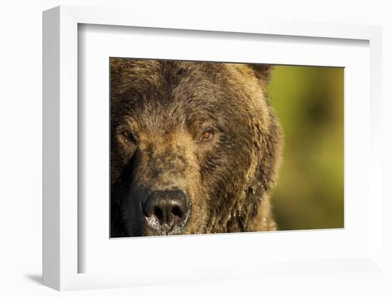 Brown Bear, Katmai National Park, Alaska-null-Framed Photographic Print