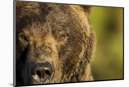 Brown Bear, Katmai National Park, Alaska-null-Mounted Photographic Print