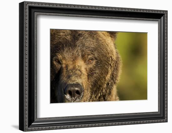 Brown Bear, Katmai National Park, Alaska-null-Framed Photographic Print